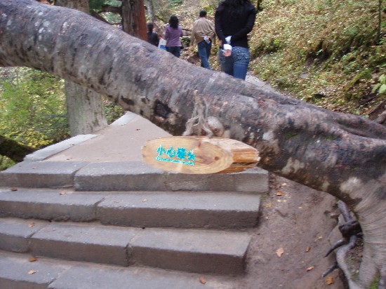 arbol en mitad de mi camino.jpg